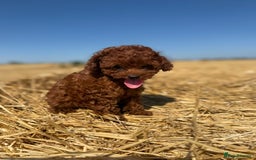Toy Poodle dogs for sale: Toy Poodle Puppies–Asian Lines–Tiny Size - Image 24