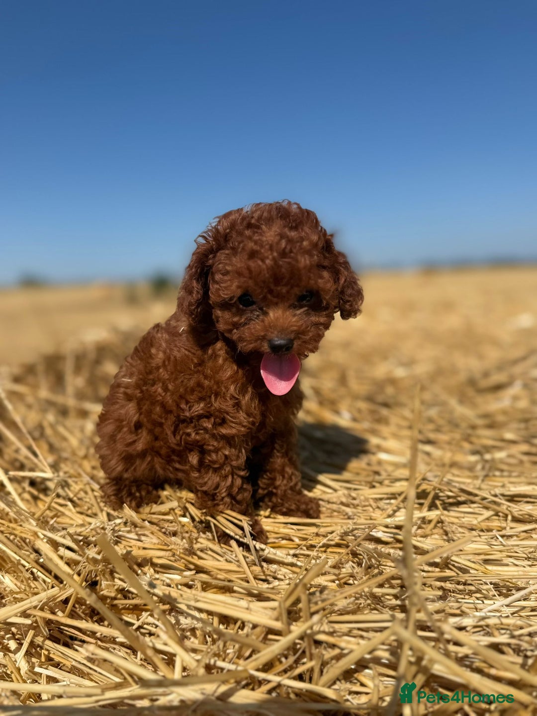 Toy Poodle dogs for sale: Toy Poodle Puppies–Asian Lines–Tiny Size - Image 24