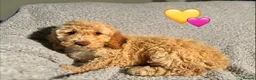 Cockapoo dogs for sale: 🐾 Stunning Litter of 8 Cockapoo Puppies! 🐾 - Advert 23
