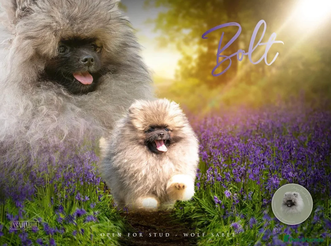 Pomeranian dogs for stud: Biggest Quality Pom StudTeam In uk  in Pontefract - Advert 6