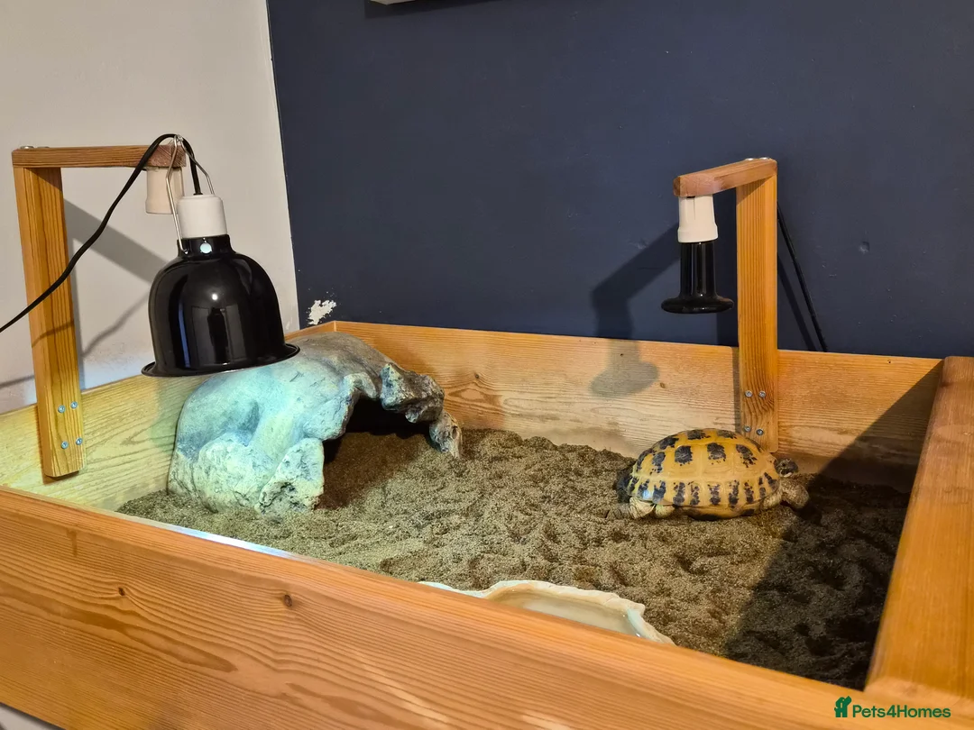 Tortoise reptiles for sale: Horsefield tortoise (Yana) - Advert 3