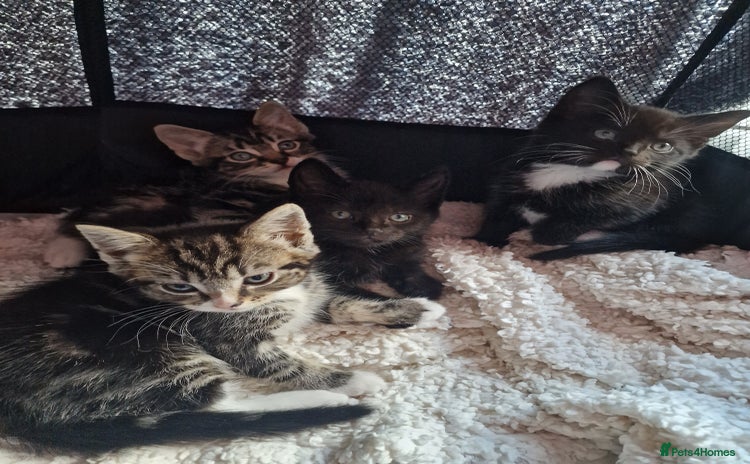 Mixed Breed cats - Advert 14