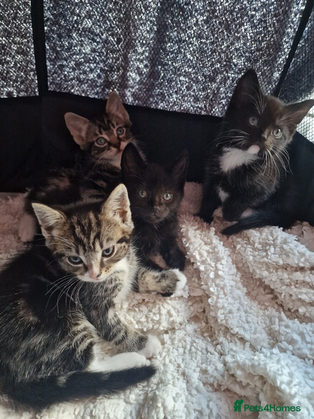 Mixed Breed cats for sale: 2 kittens for sale. A beautiful boy and a girl - Image 1