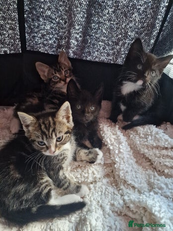Mixed Breed cats - Advert 3