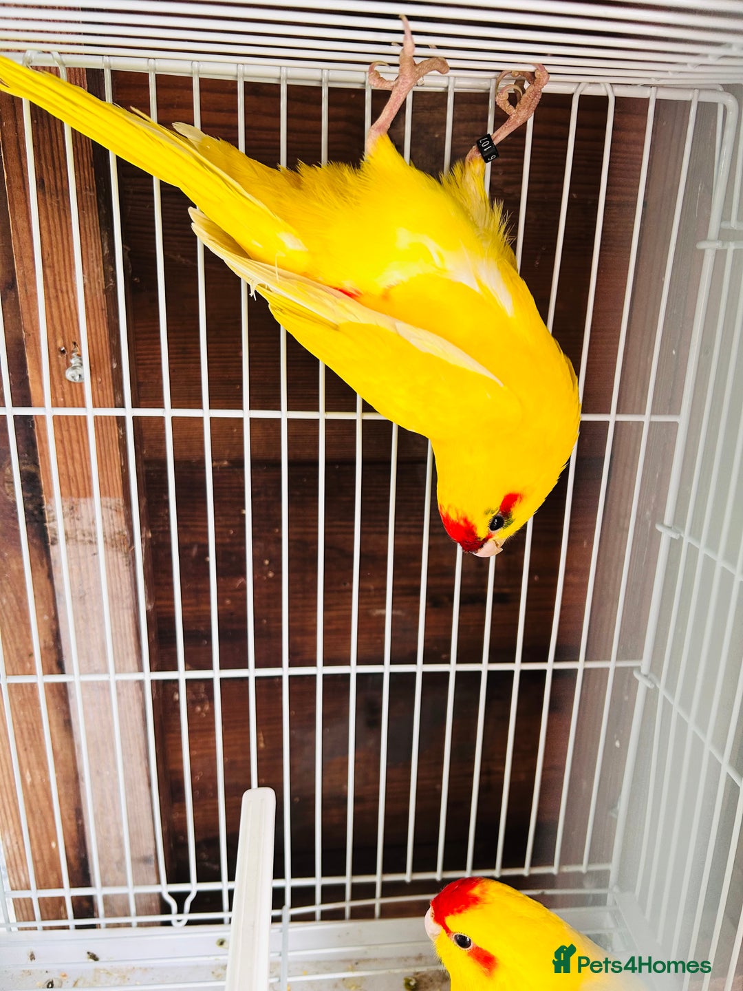 Parakeets birds for sale: Breeding pair buttercup Kakrikis  - Image 7