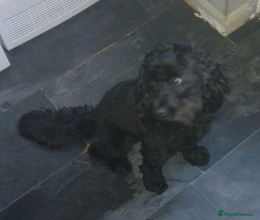 Cockapoo dogs for sale: Mum luna Dad reggie - Advert 2