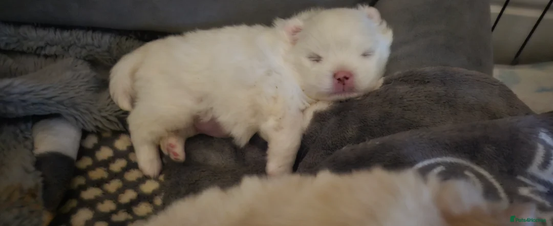 Pomeranian dogs for sale: 2 beautiful pomeranian girls - Advert 6