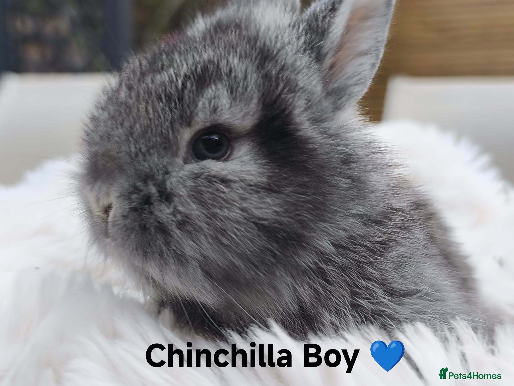 Mini Lop rabbits Last 2 Ready Now  💙💖 - Advert 1