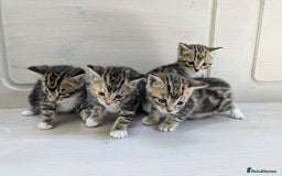 Bengal cats for sale: 4 Cute Tabby Kittens  - Image 1