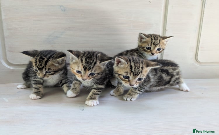 Bengal cats - Advert 1