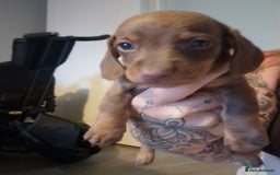 Miniature Dachshund dogs for sale: Minature short haired dachshund  - Image 2