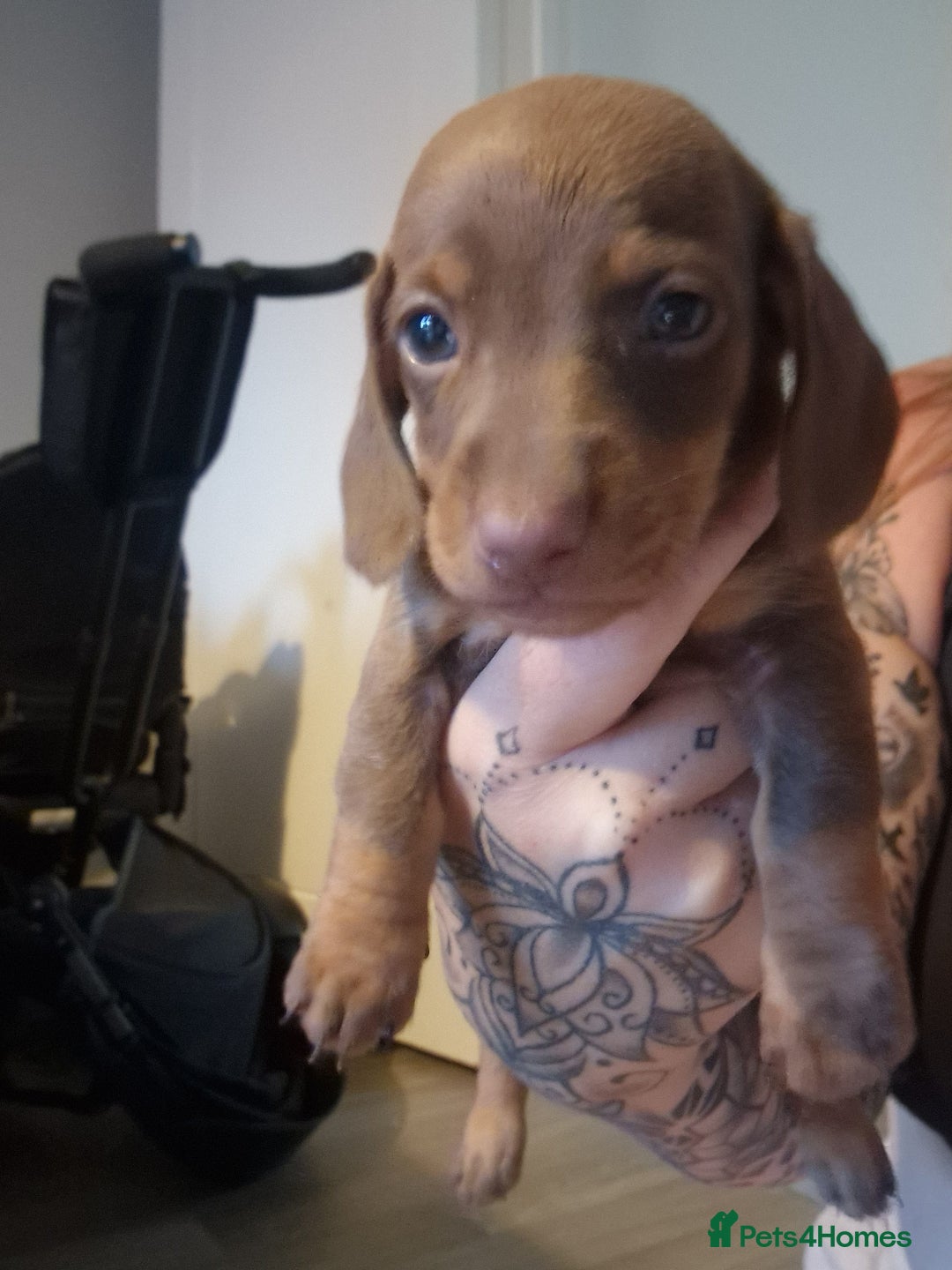 Miniature Dachshund dogs for sale: Minature short haired dachshund  - Image 2
