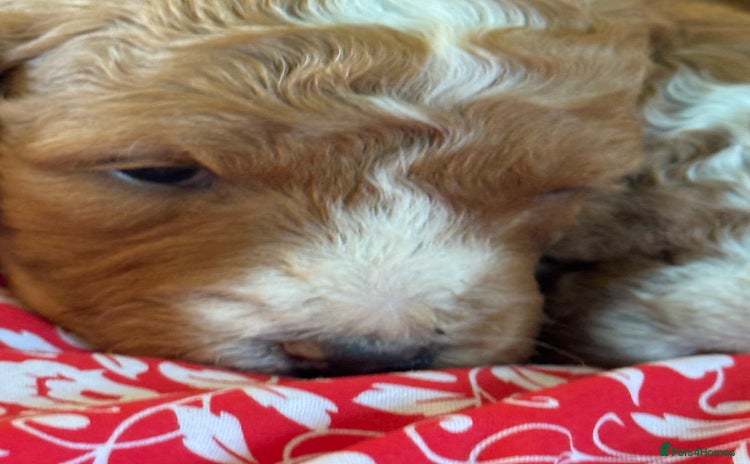 Mixed Breed dogs - Advert 1