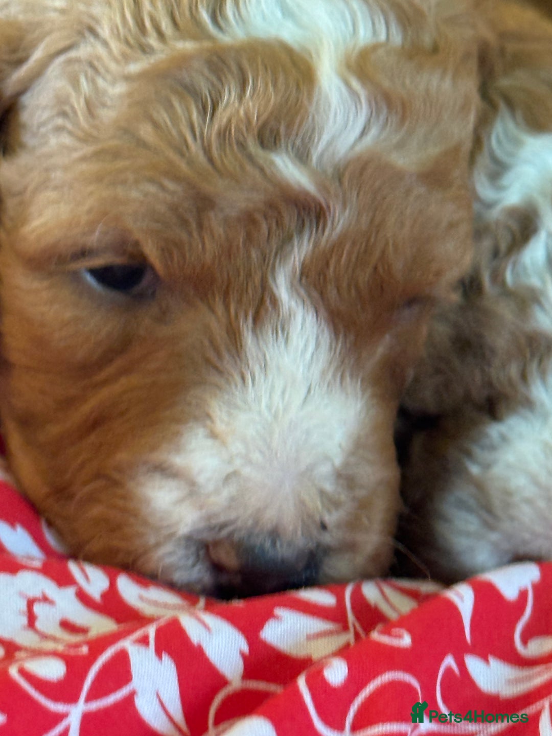Mixed Breed dogs for sale: Australian Labradoodle  - Image 1