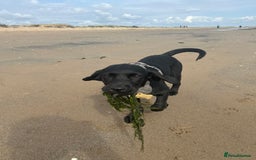 Labrador Retriever dogs for sale: Labradoor black 6months (Female) - Image 9
