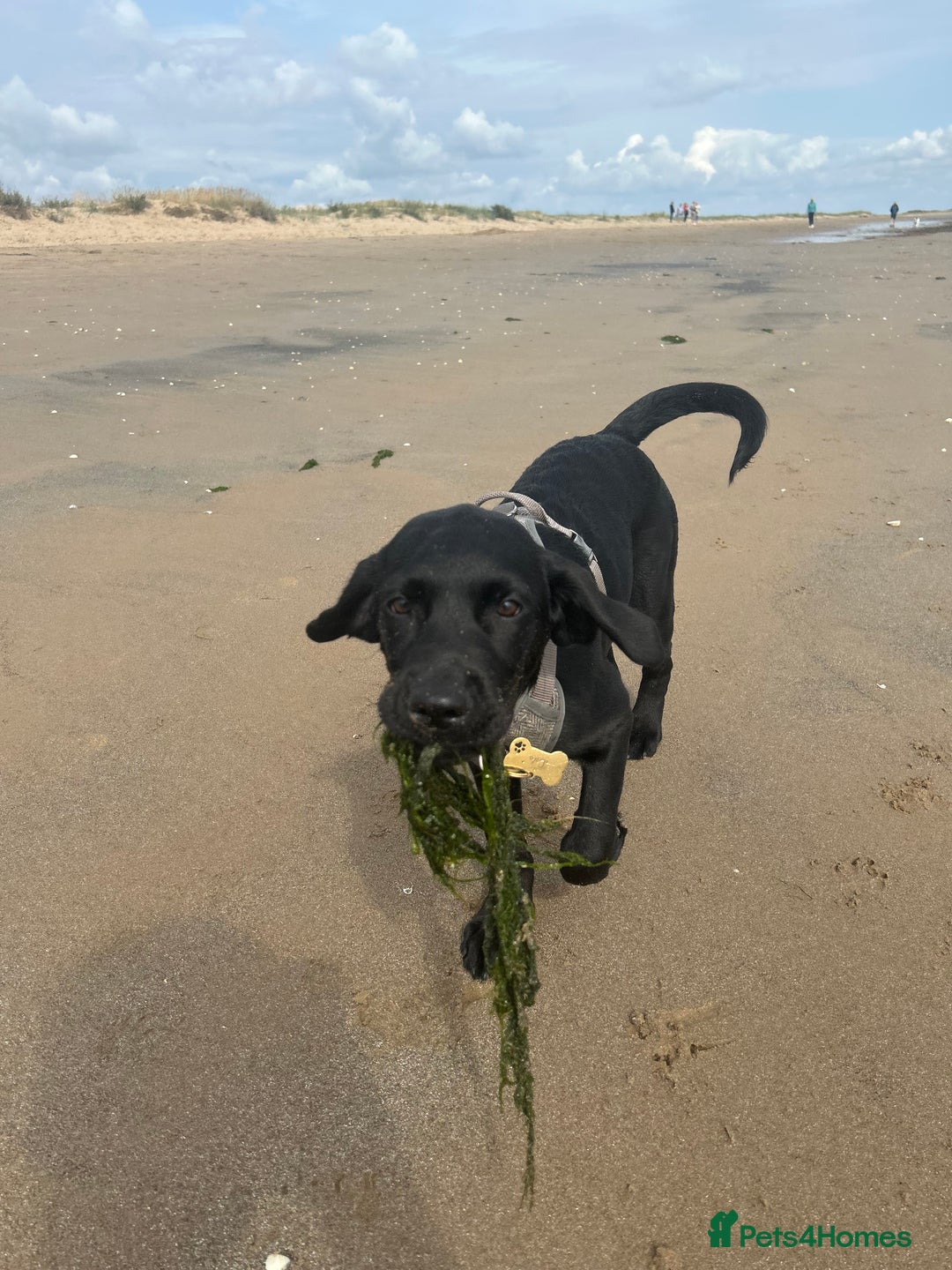 Labrador Retriever dogs for sale: Labradoor black 6months (Female) - Image 9
