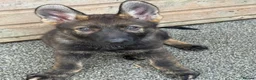 German Shepherd dogs for sale: Exceptional KC Reg Czech Working Line GSD Puppies - Advert 6