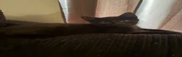 Mixed Breed cats for sale: Kittens  - Advert 6