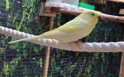 Budgerigars birds for sale: Yellow Lutino budgies. - Image 6
