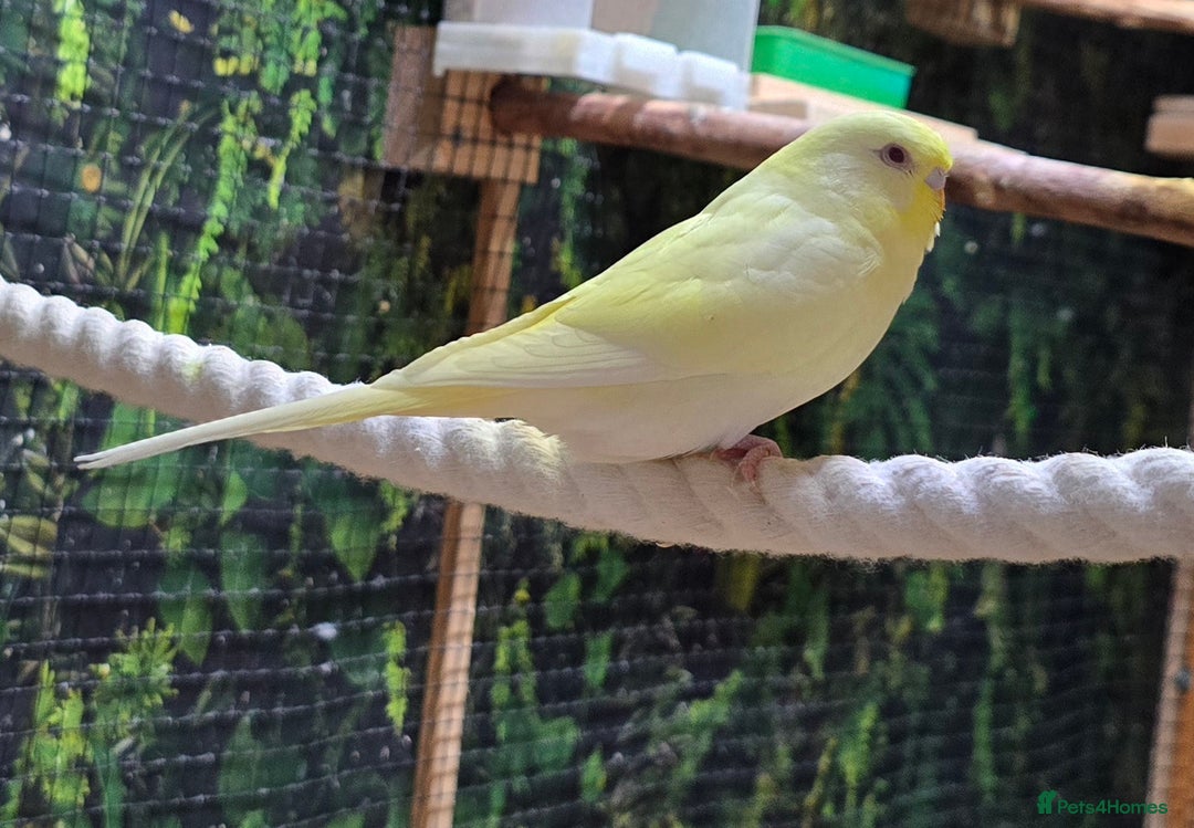 Budgerigars birds for sale: Yellow Lutino budgies. - Image 6