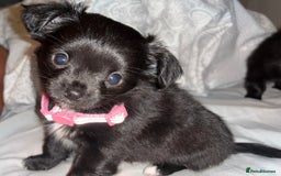 Chihuahua dogs for sale: 8 month old female chihuahua  - Advert 2