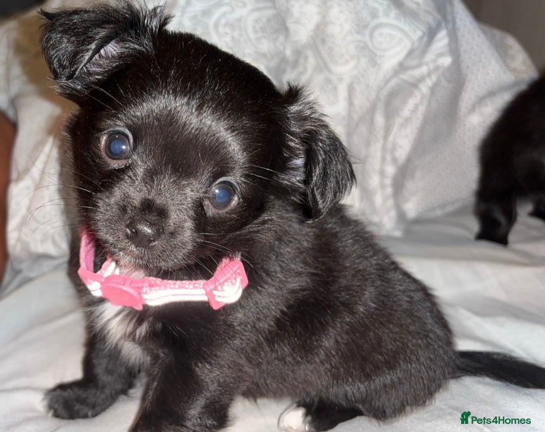 Chihuahua dogs for sale: 8 month old female chihuahua  - Advert 2