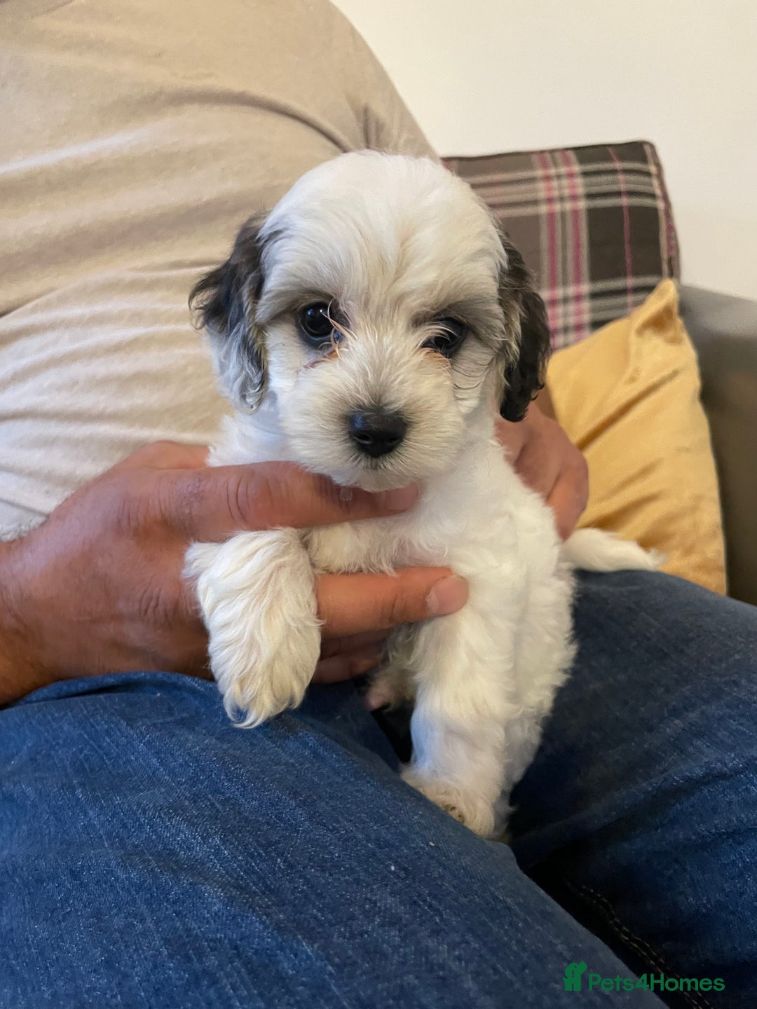 Mixed Breed dogs for sale: Cockapoo x Maltese (Maltipoo) - Image 8