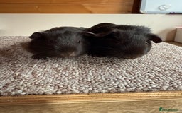 Guinea Pig rodents for sale: Self Chocolate Boars - Advert 1