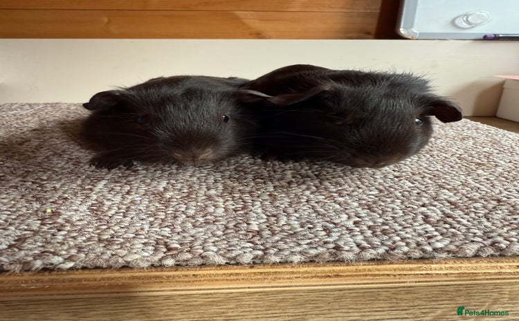 Guinea Pig rodents Self Chocolate Boars - Advert 1