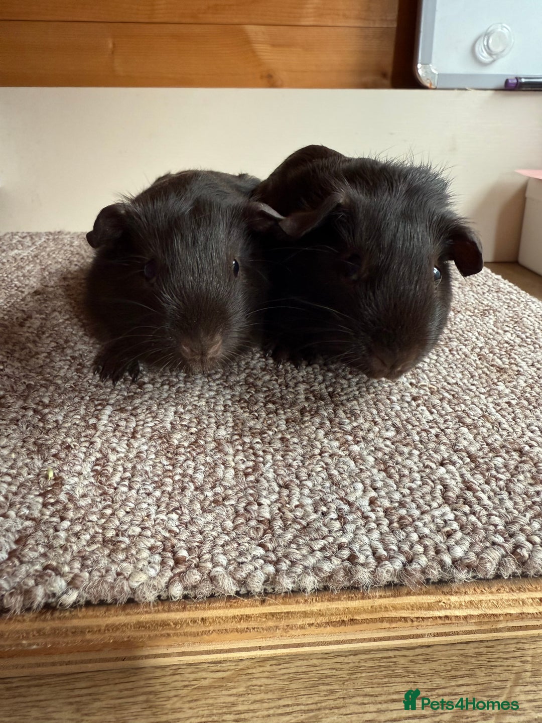 Guinea Pig rodents for sale: Self Chocolate Boars - Advert 1