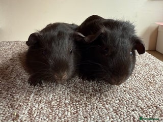 Guinea Pig rodents Self Chocolate Boars - Advert 3