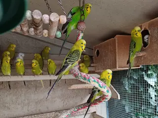 Budgerigars birds Young Green male budgies - Advert 3