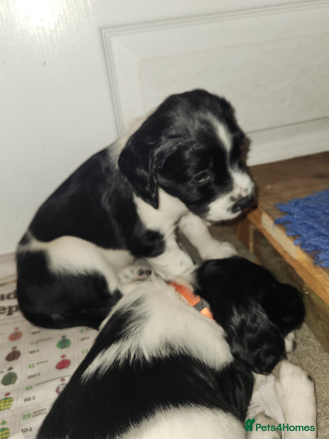 English Springer Spaniel dogs for sale: KC Registered ESS Pups *WELL MARKED* - Image 22