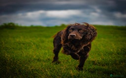 Cocker Spaniel dogs for sale: Chocolate cocker spaniel pups  - Advert 3