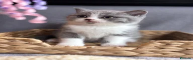 British Shorthair Kitten Blue Bi Colour