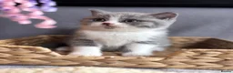 British Shorthair cats for sale: GCCF Brit longhair boy left Kitten ready to leave  - Advert 4