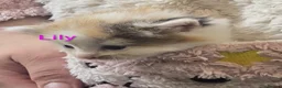 Siberian cats for sale: Adorable Siberian kittens - Advert 32