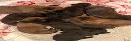 Boxer dogs for sale: Pedigree Boxer Puppies in Rochester - Advert 13