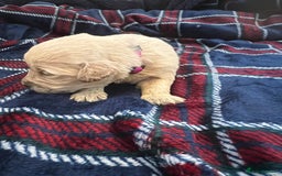 Mini Goldendoodle dogs for sale: 🐾STUNNING F1 MINIATURE GOLDEN DOODLES 🐾 - Advert 13