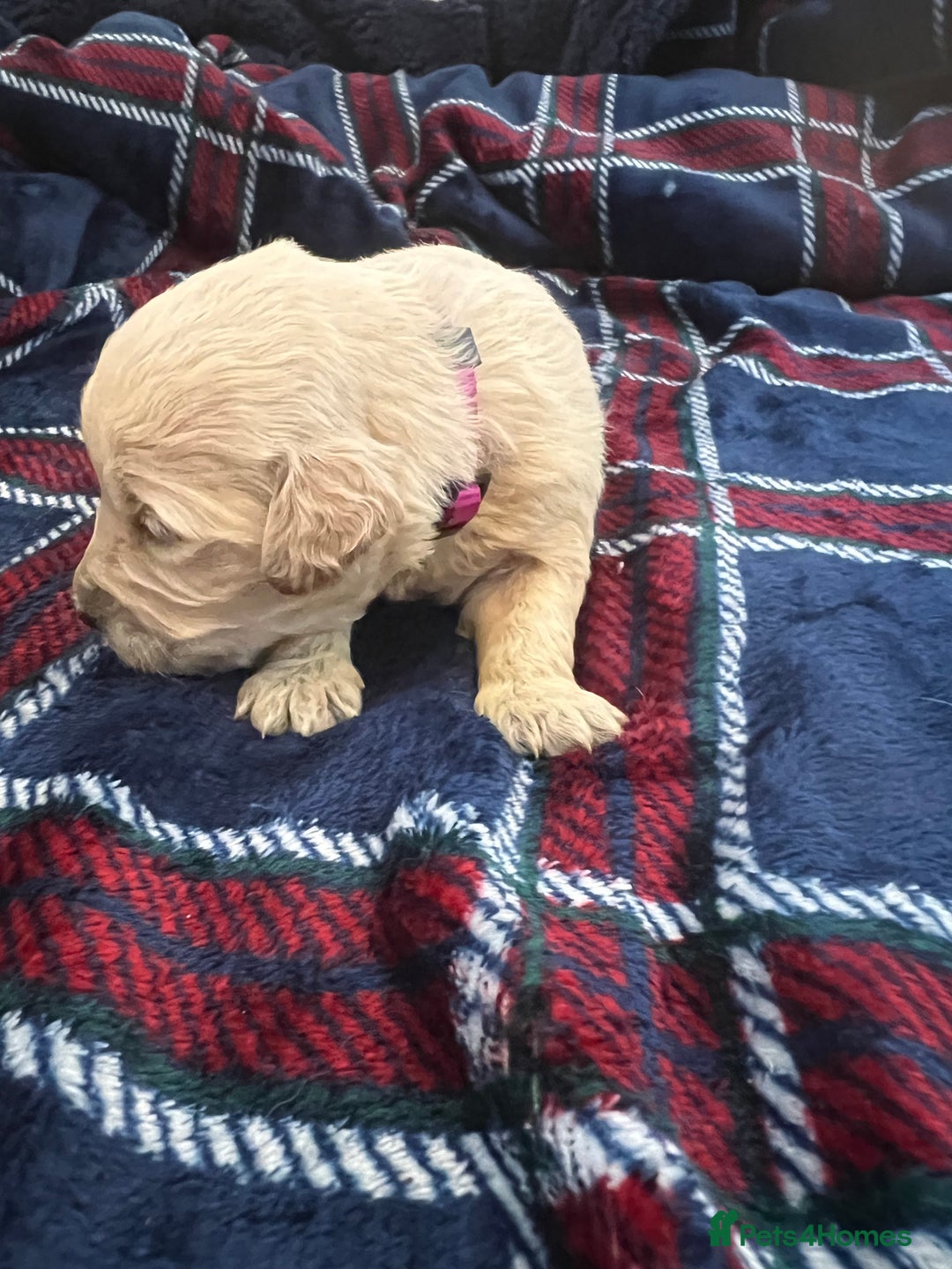 Mini Goldendoodle dogs for sale: 🐾STUNNING F1 MINIATURE GOLDEN DOODLES 🐾 - Advert 13