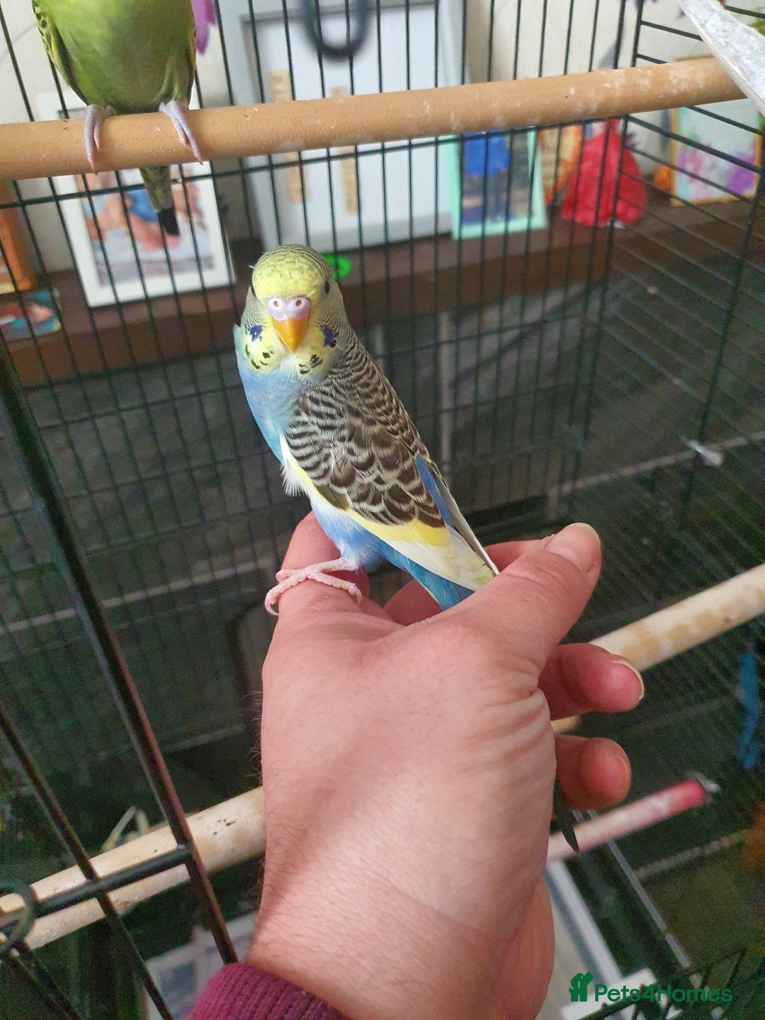 Budgerigars birds for sale: Baby budgies - Image 6