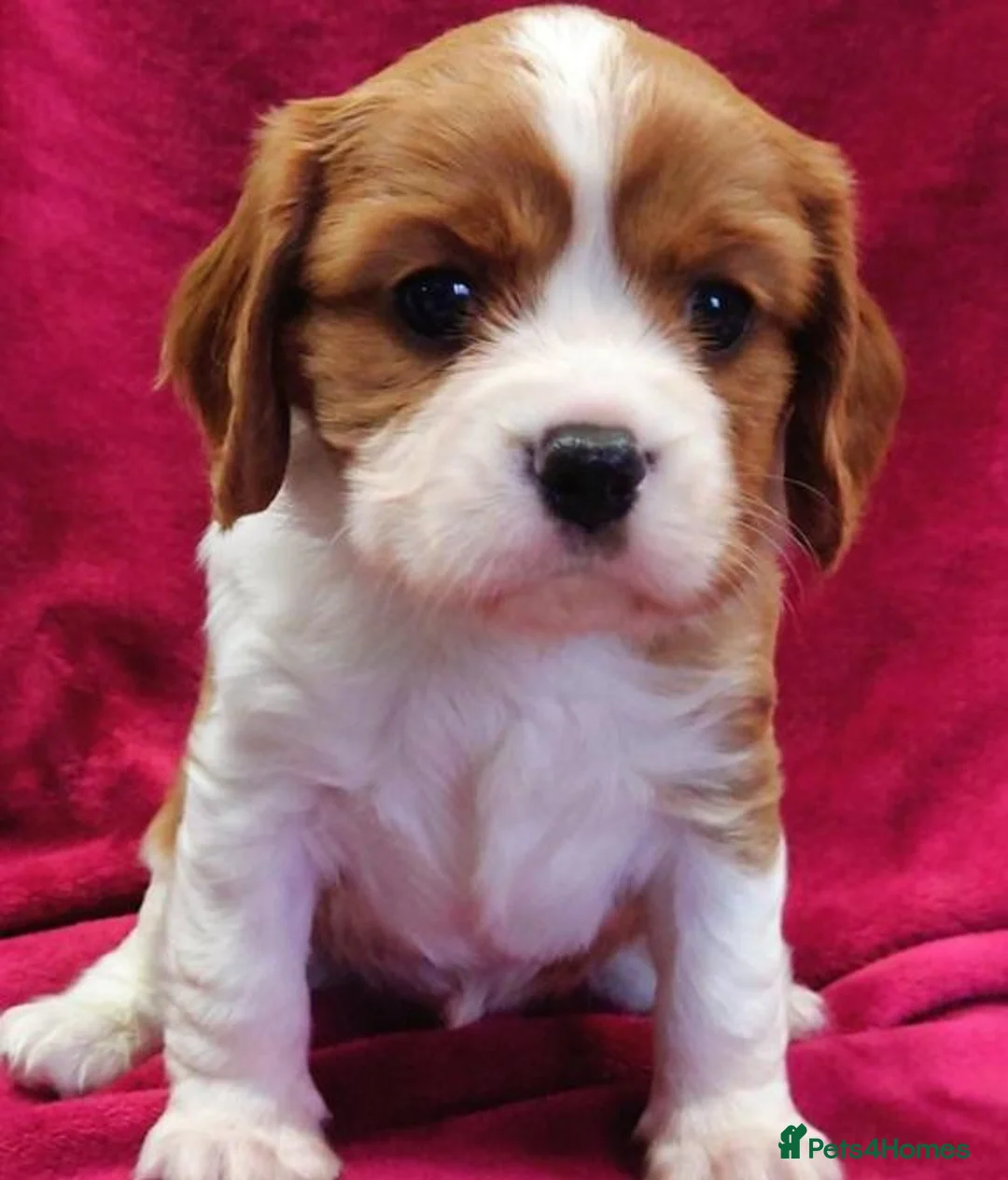Cavalier King Charles Spaniel dogs for sale: Healthy & House-Trained Cavalier King Charles  in Brighton - Advert 16