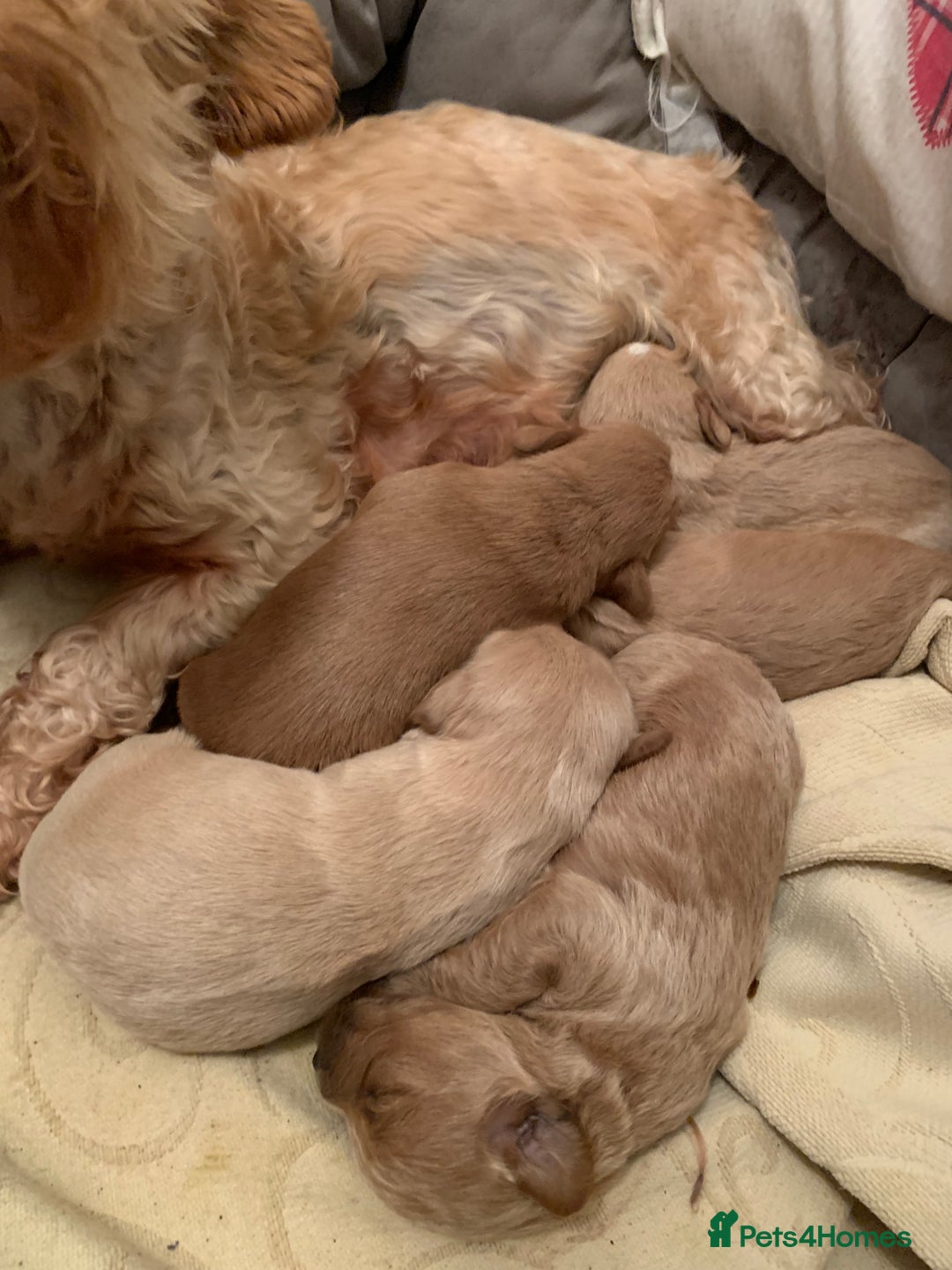 Mixed Breed dogs for sale: Cavapoo/Westiepoo - Advert 8