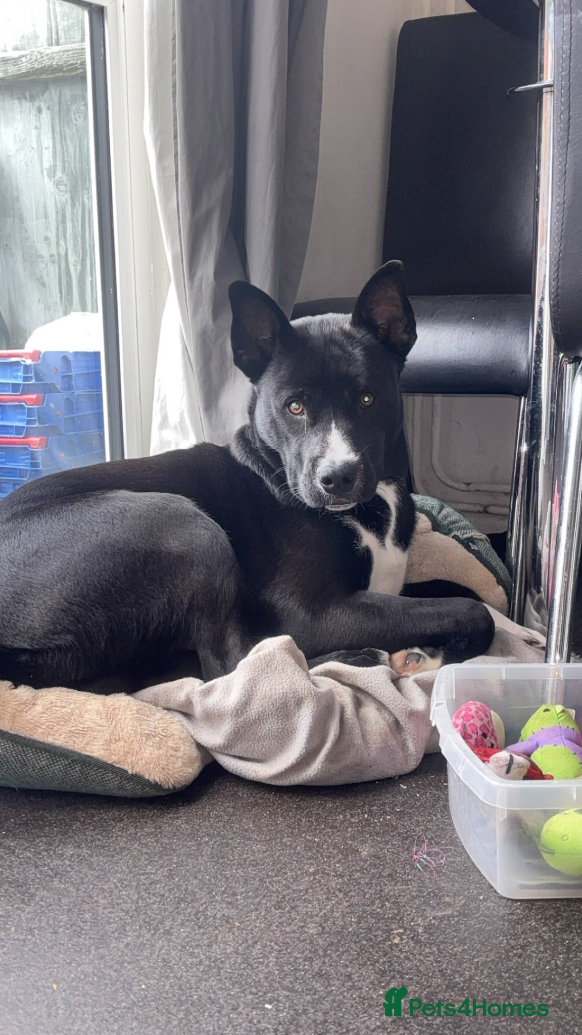 Mixed Breed dogs Male, Thor - Advert 2