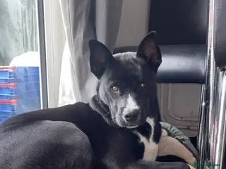 Mixed Breed dogs Male, Thor - Advert 2