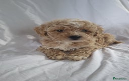 Maltipoo dogs for sale: Maltipoo puppies 5 🌟 licence breeder   - Image 6