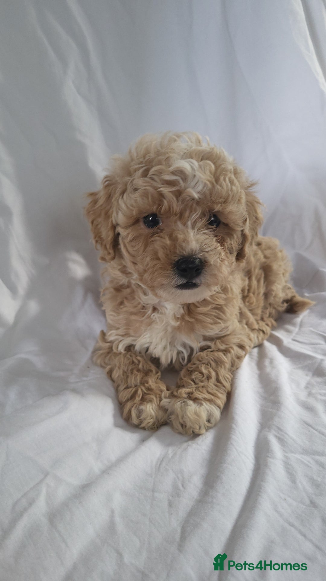 Maltipoo dogs for sale: Maltipoo puppies 5 🌟 licence breeder   - Image 6