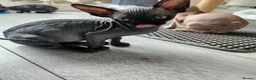 Sphynx cats for sale: Have 3 beautiful Canadian Sphynx - Advert 22