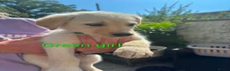 Sheprador dogs for sale: 7 Cute Shepradors ready to leave  - Advert 6