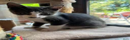 Mixed Breed cats for adoption: Little Bear is a cutie boy looking for a home in Hook - Advert 2